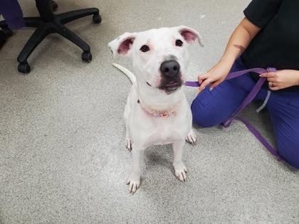 Enlarge Evie, a Adoptable mixed breed in Maumee, OH image 1/3