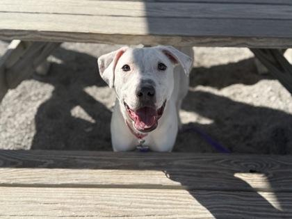 Enlarge Evie, a Adoptable mixed breed in Maumee, OH image 2/3