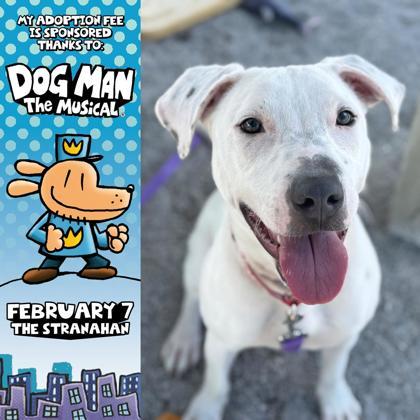 Enlarge Evie, a Adoptable mixed breed in Maumee, OH image 3/3