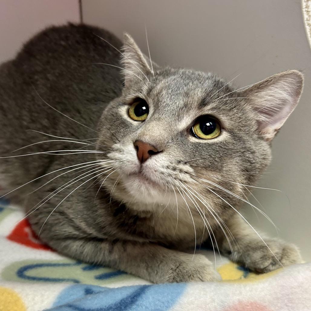 Richard Mille, Adoptable, Adult Male Domestic Short Hair.