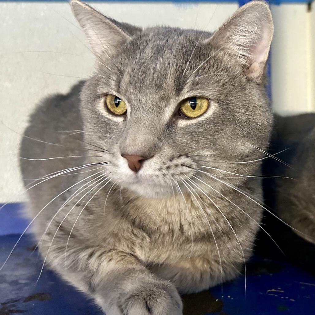 Enlarge Richard Mille, a Adoptable Domestic Short Hair in St Joseph, MO image 2/2