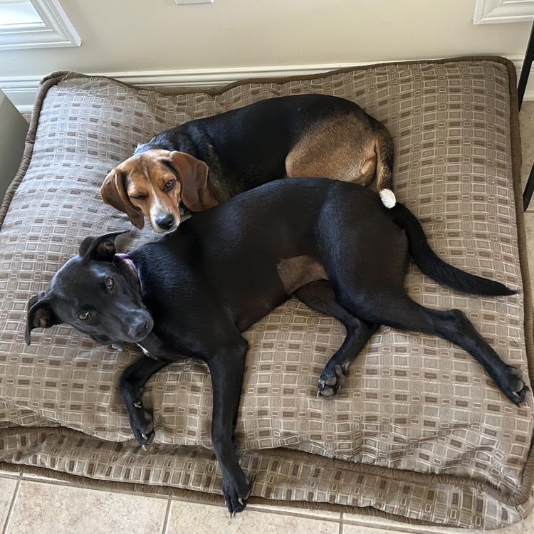 Pearl Krabbs, a Adoptable mixed breed in St Louis, MO image 2/5