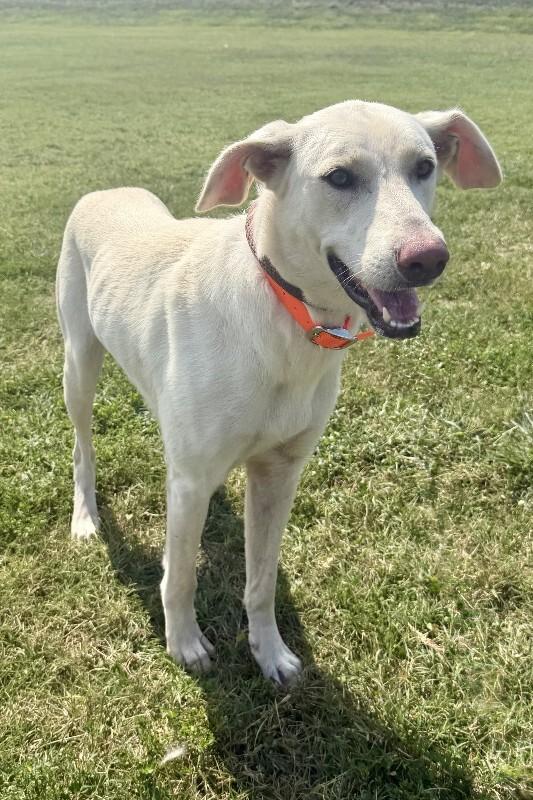 Magic, Adoptable, Adult Female White German Shepherd & Mixed Breed.