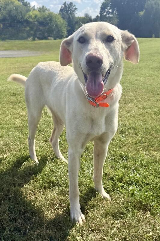 Enlarge Magic, a Adoptable mixed breed in Maryville, TN image 2/3