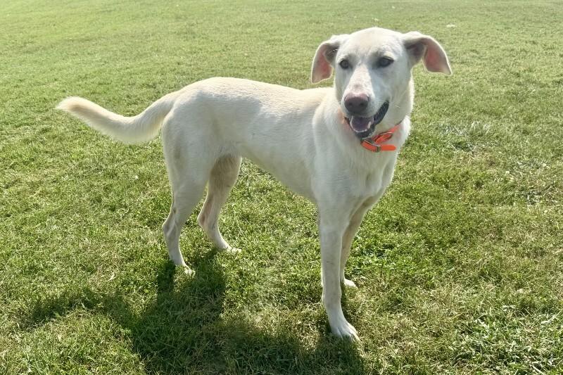 Enlarge Magic, a Adoptable mixed breed in Maryville, TN image 3/3