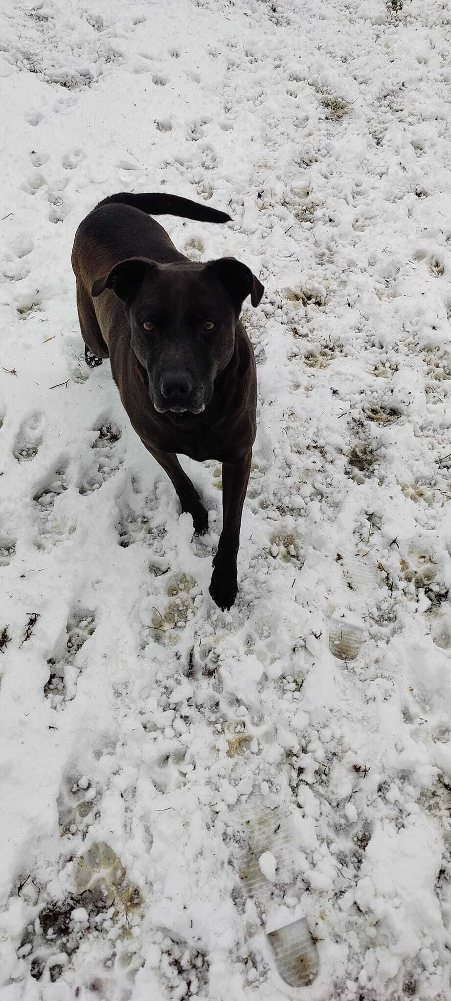 Enlarge Hazelgrace, a Adoptable mixed breed in Godfrey, IL image 1/4