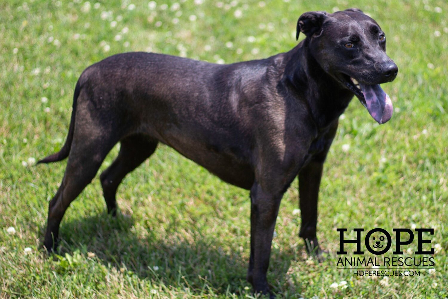 Hazelgrace, an adoptable Labrador Retriever in Godfrey, IL, 62035 | Photo Image 1