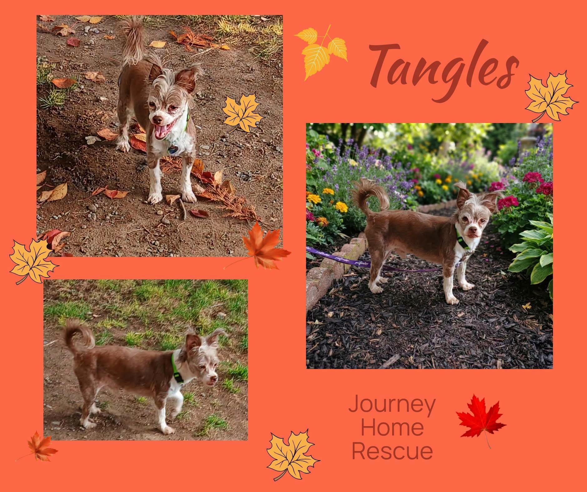 Enlarge Tangles, a Adoptable Shorkie in East Wenatchee, WA image 1/1