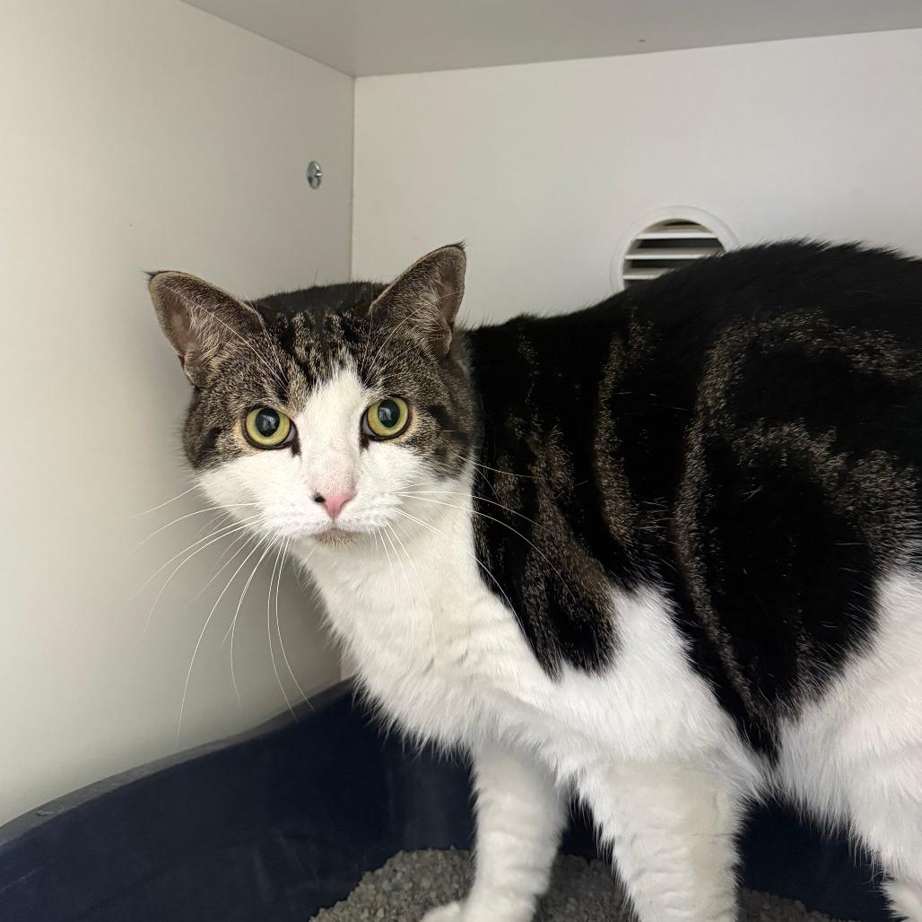 Enlarge Simone, a Adoptable Domestic Short Hair in Branford, CT image 1/1