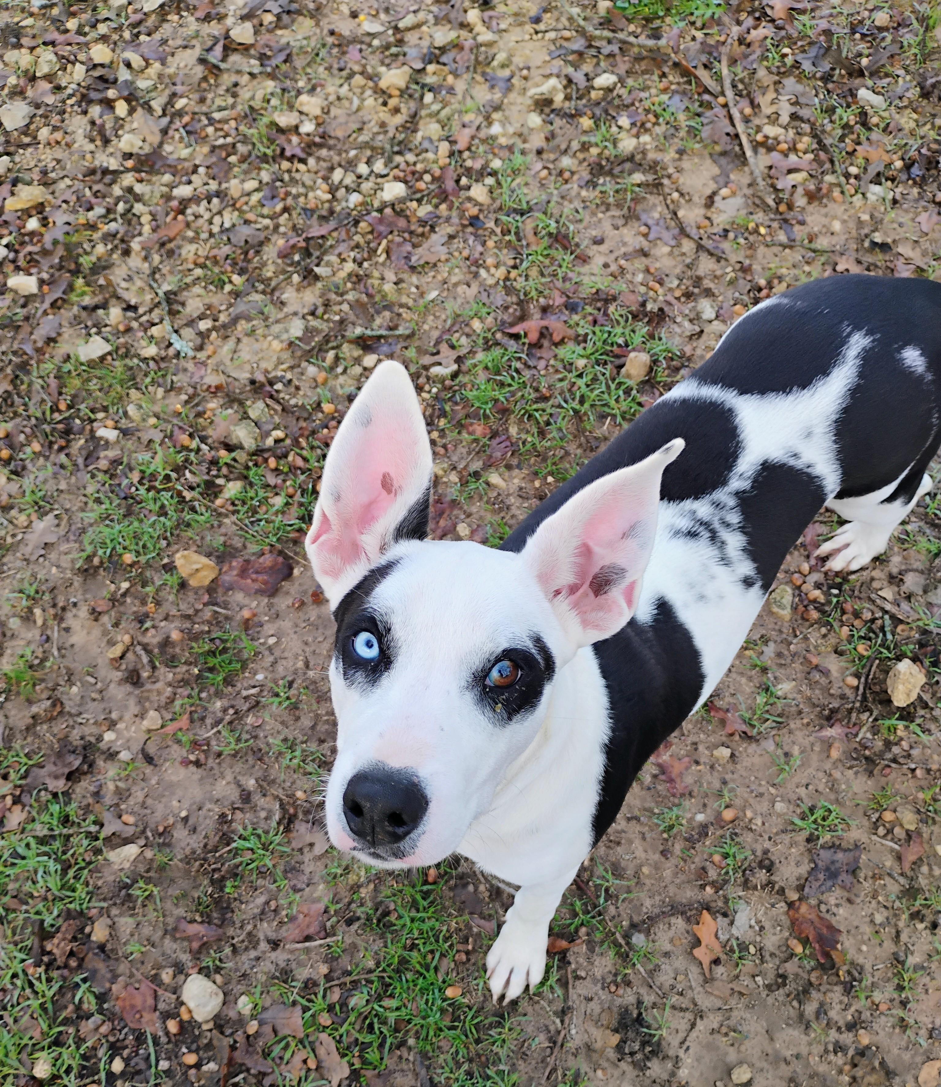 DAISY, a Adoptable mixed breed in Saint Jo, TX image 1/3