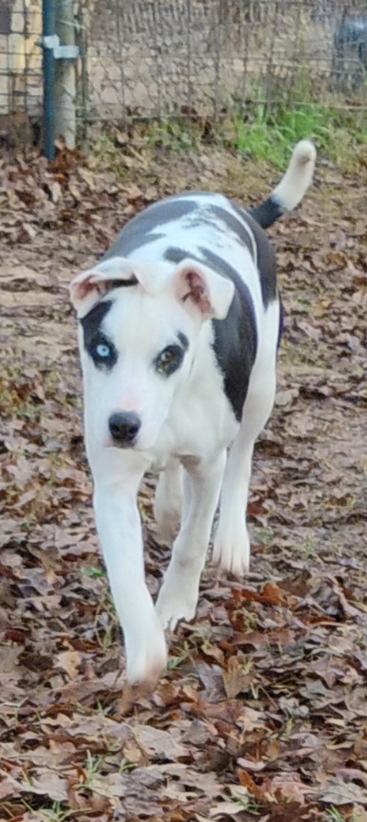 DAISY, a Adoptable mixed breed in Saint Jo, TX image 2/3