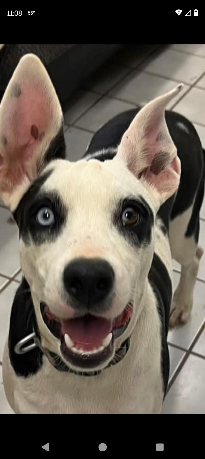 DAISY, a Adoptable mixed breed in Saint Jo, TX image 3/3