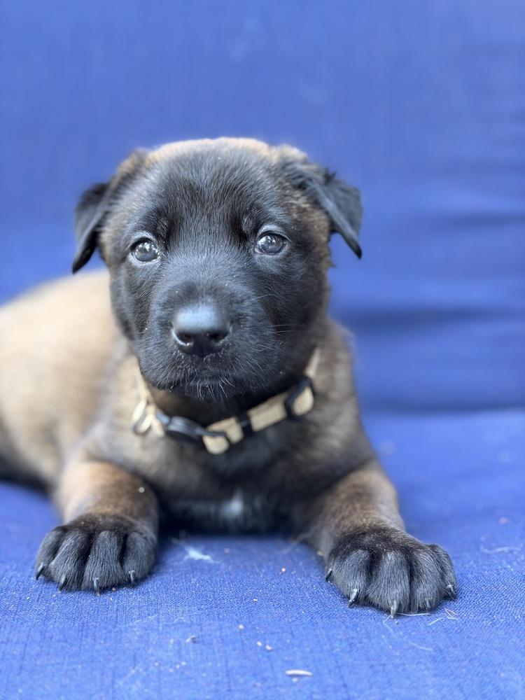 Figgy, Adoptable, Puppy Female Belgian Shepherd / Malinois & German Shepherd Dog.