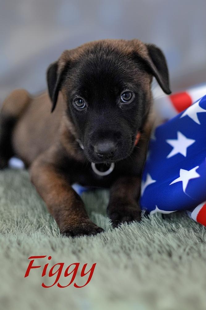 Enlarge Figgy, a Adoptable mixed breed in Pleasant Hill, CA image 2/3