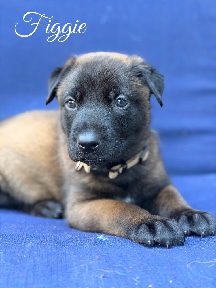 Enlarge Figgy, a Adoptable mixed breed in Pleasant Hill, CA image 3/3