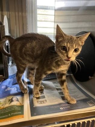 Enlarge Mix Up, a Adoptable mixed breed in Port Allen, LA image 1/1