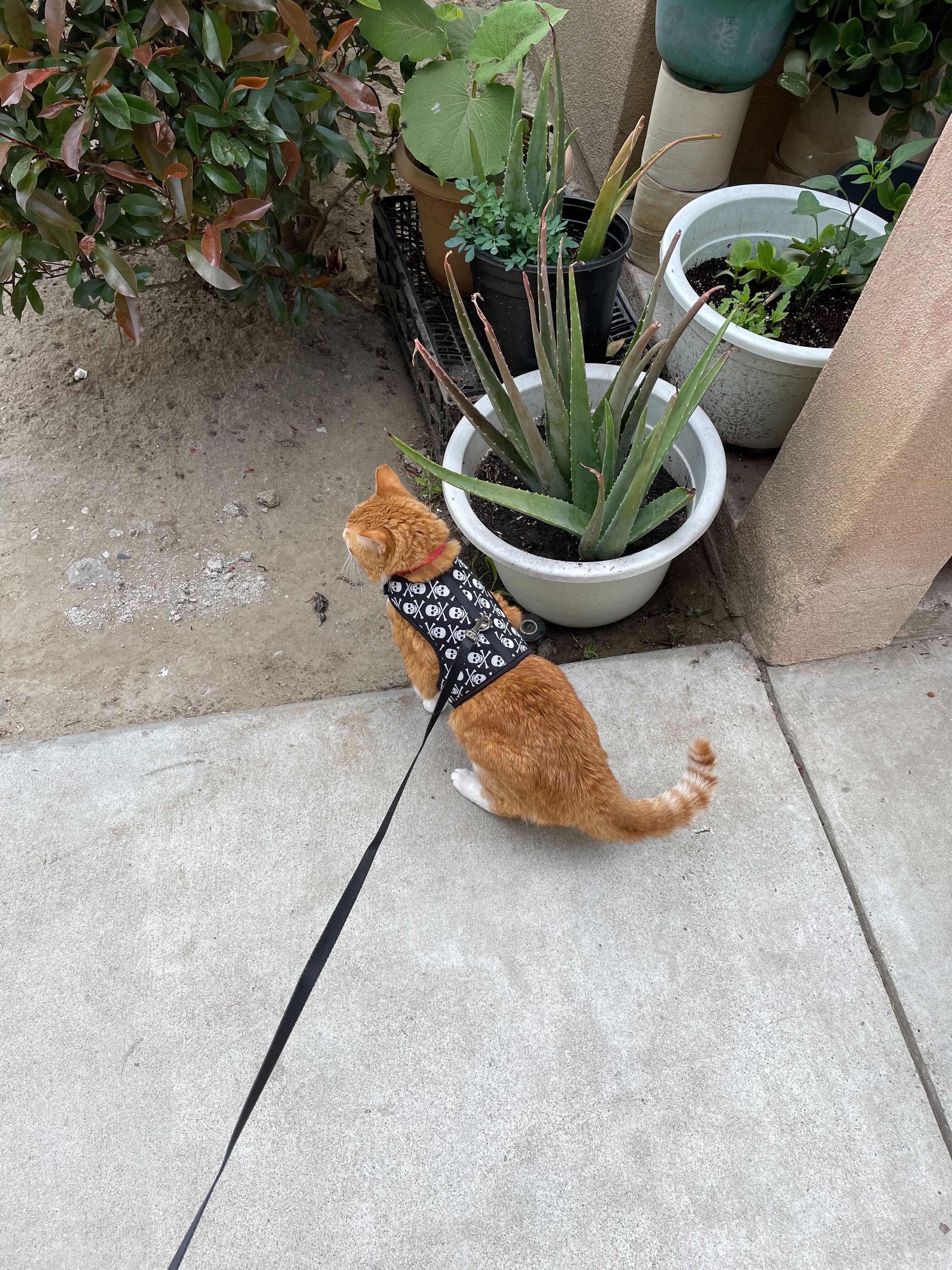 Enlarge Garfield, a Adopted Domestic Short Hair in Long Beach, CA image 1/6