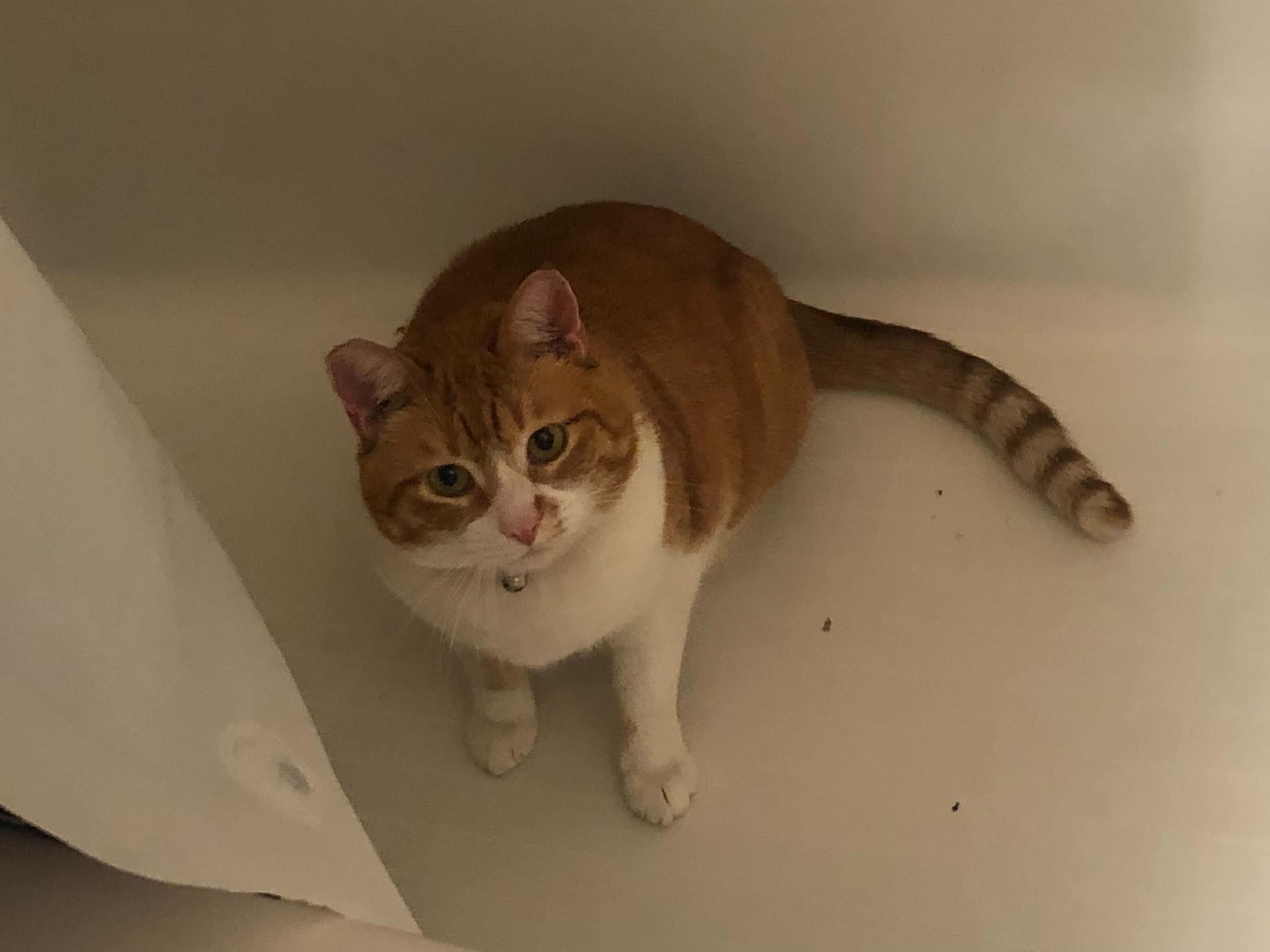 Enlarge Garfield, a Adopted Domestic Short Hair in Long Beach, CA image 3/6