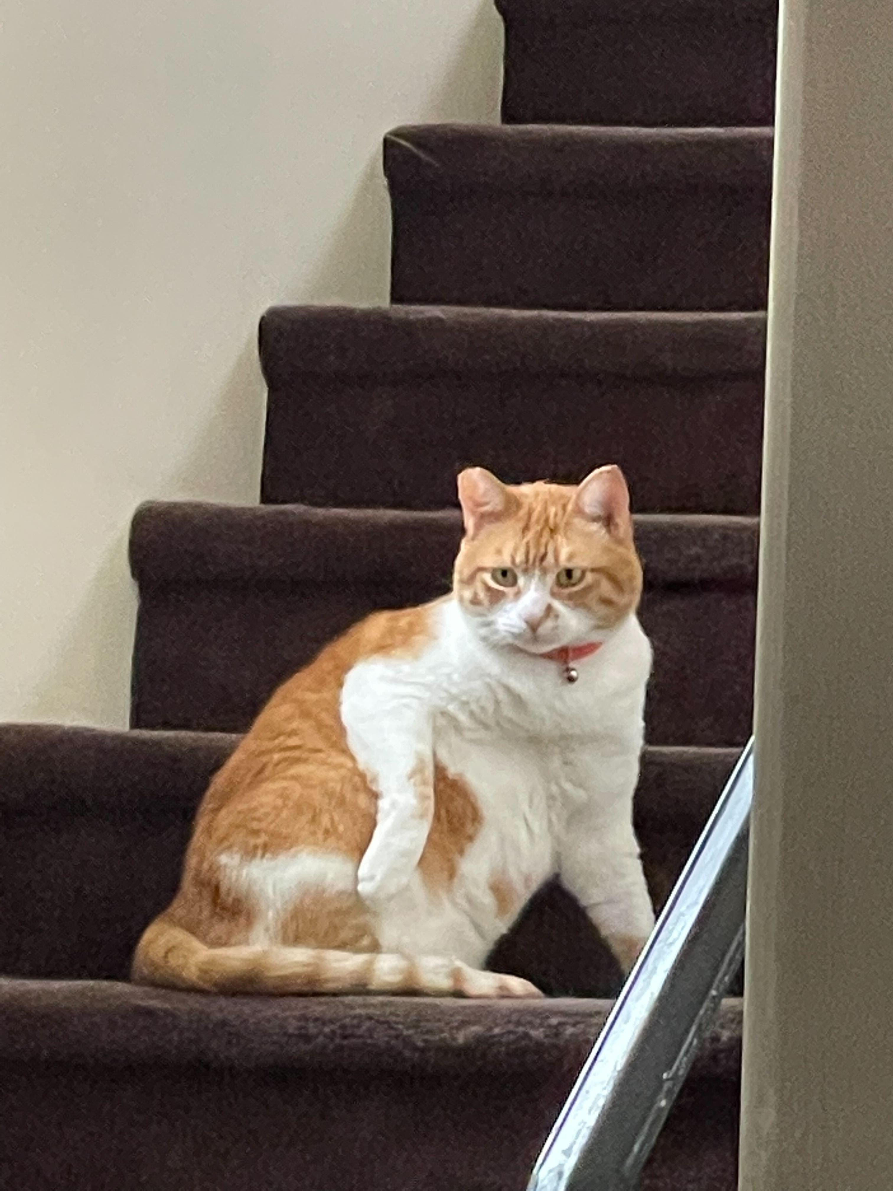 Enlarge Garfield, a Adopted Domestic Short Hair in Long Beach, CA image 6/6