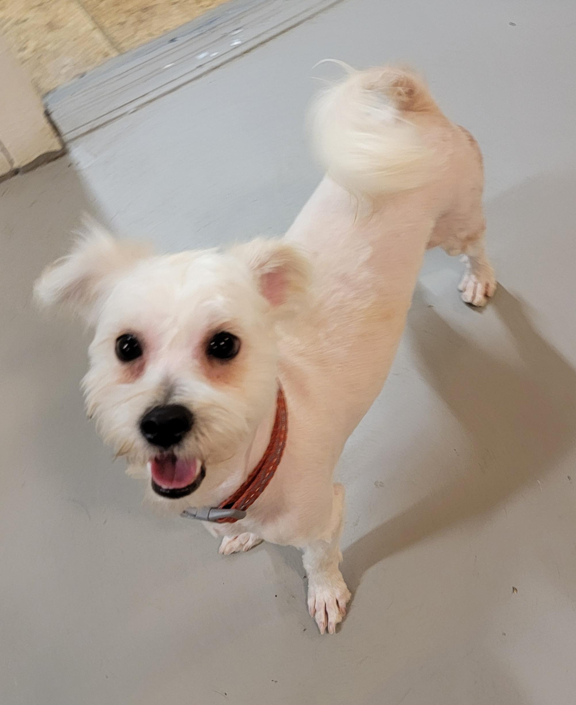 Enlarge Marcus, an adopted mixed breed in Van Alstyne, TX image 1/4