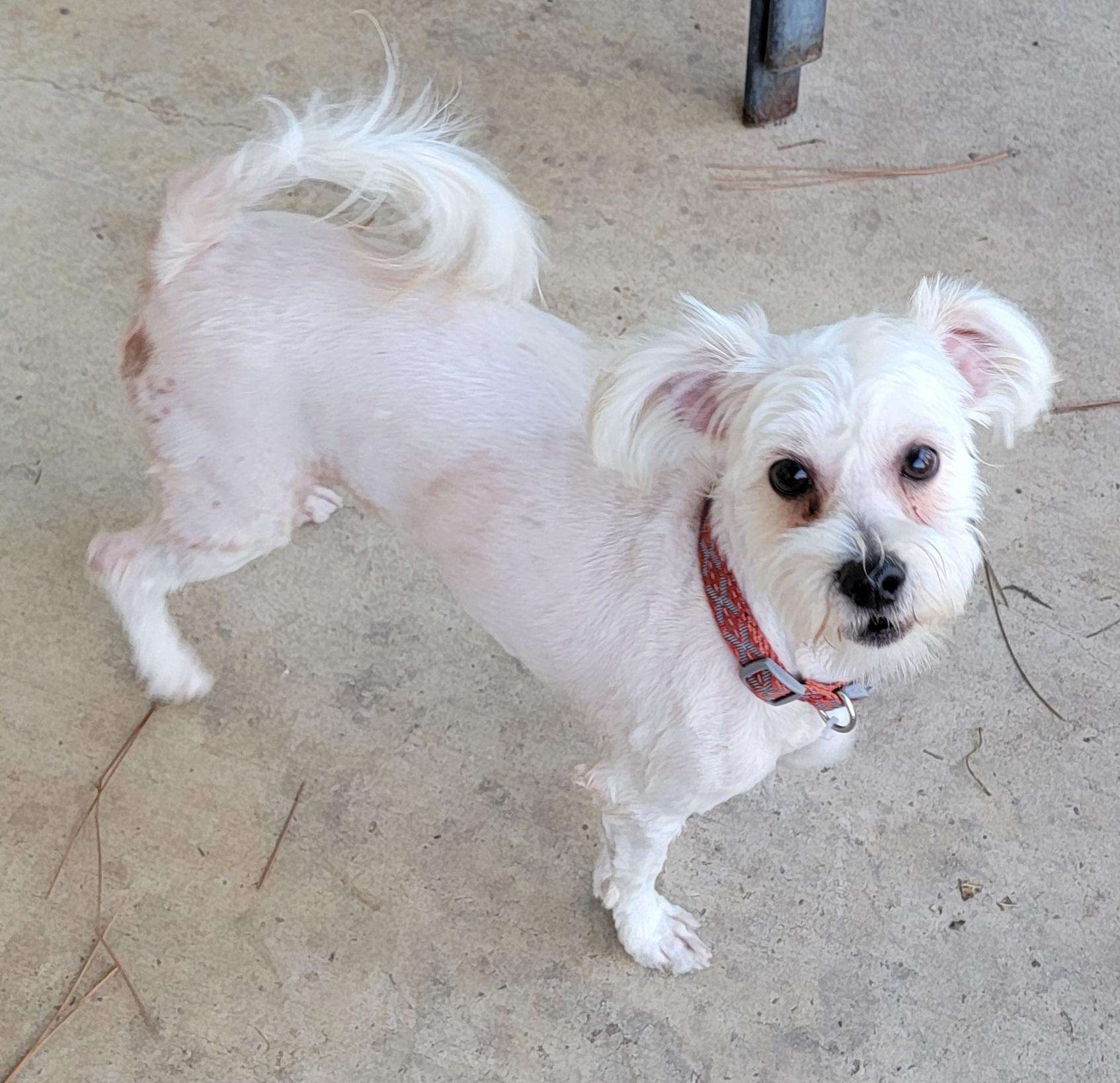 Enlarge Marcus, an adopted mixed breed in Van Alstyne, TX image 2/4