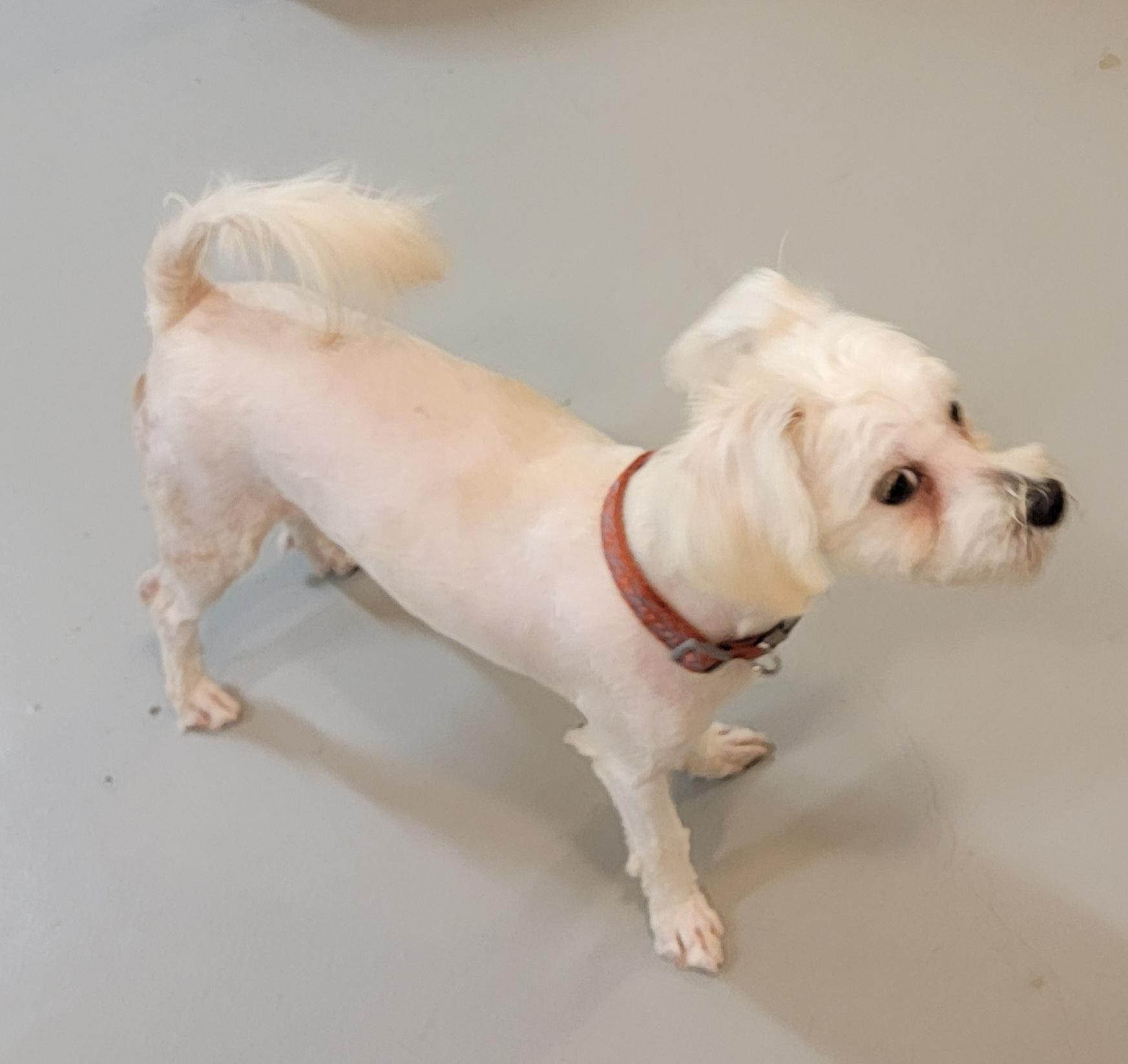 Enlarge Marcus, an adopted mixed breed in Van Alstyne, TX image 3/4