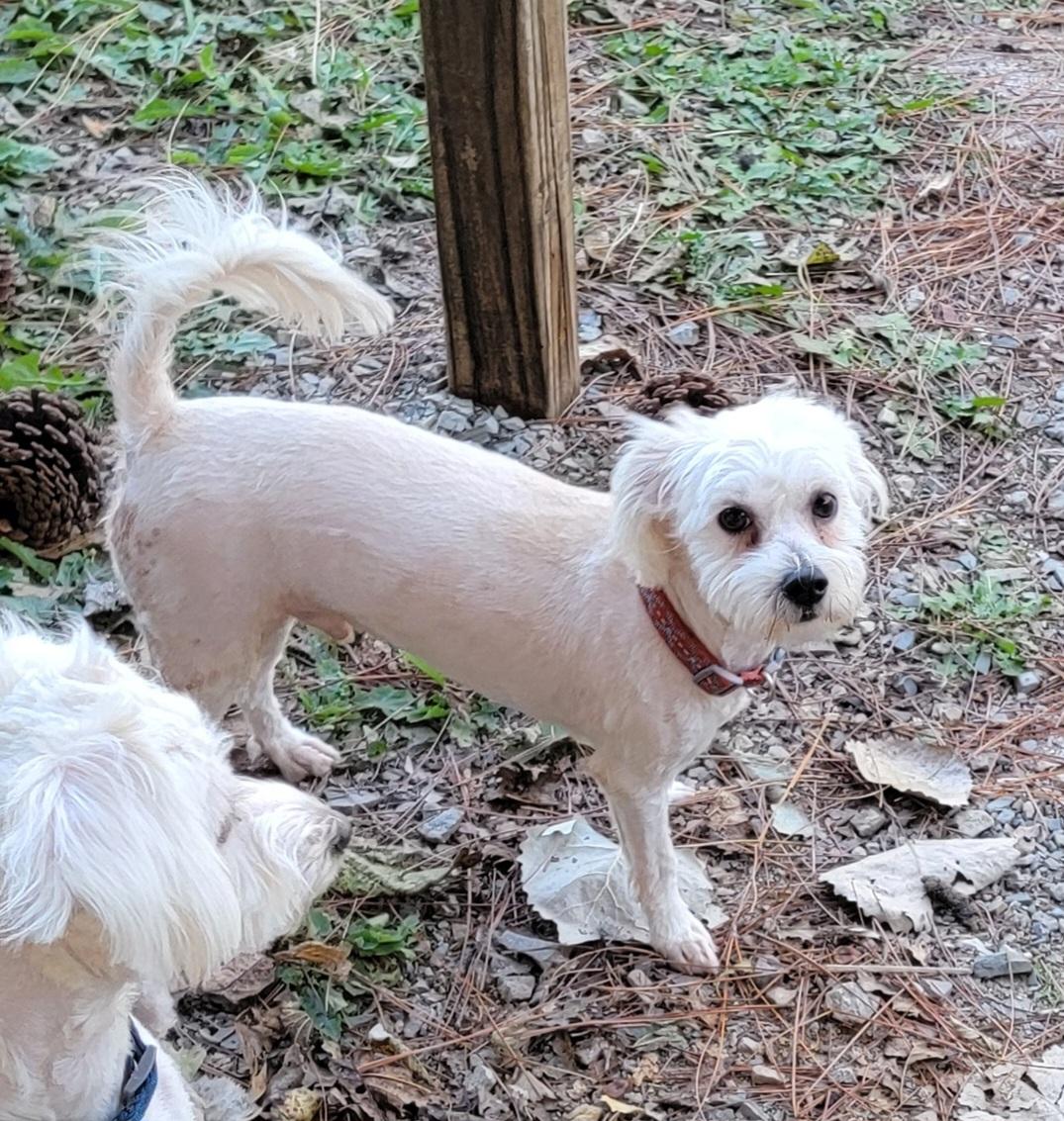 Enlarge Marcus, an adopted mixed breed in Van Alstyne, TX image 4/4