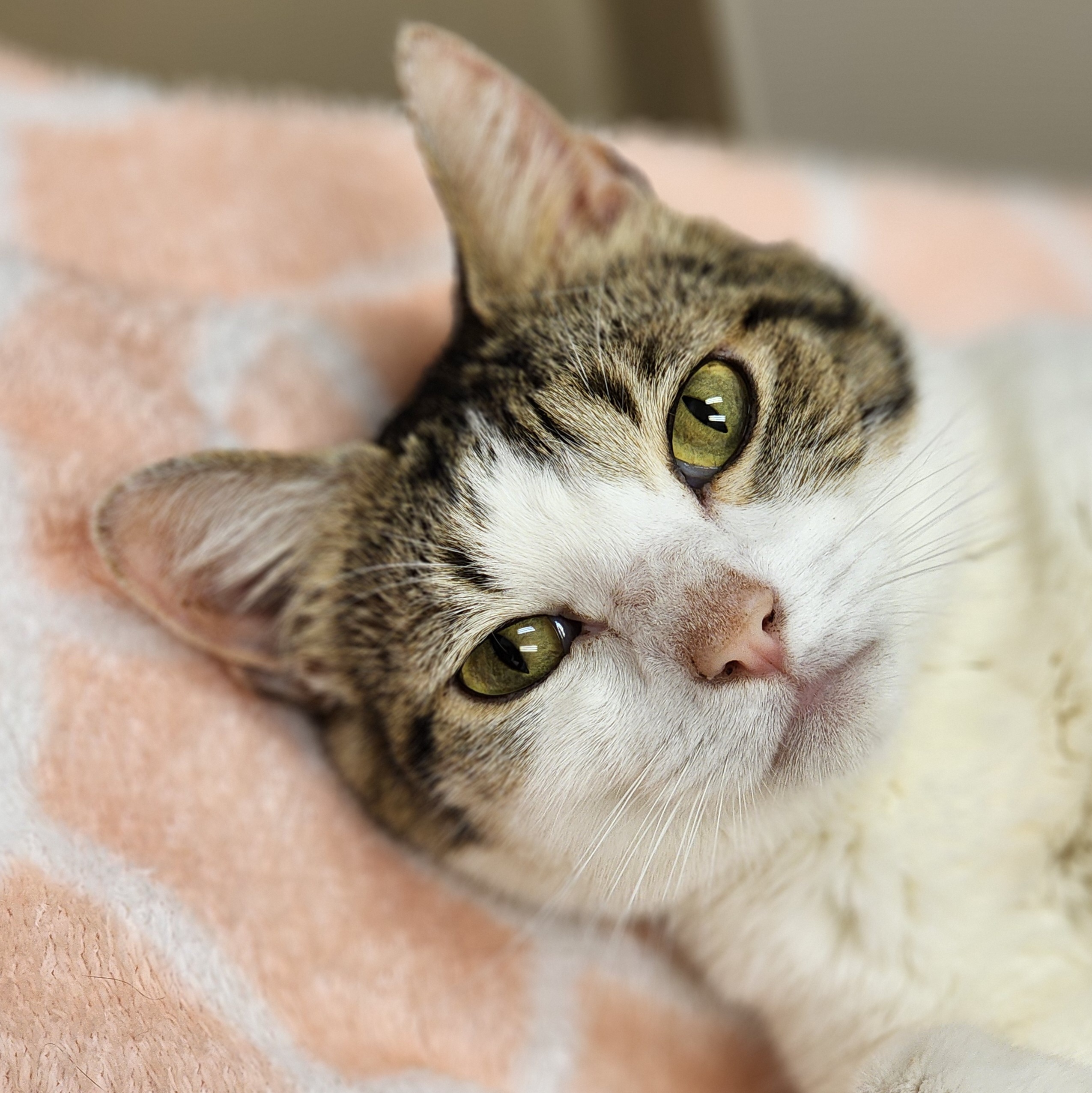 Enlarge Diego, an adoptable Domestic Short Hair in Bristol, TN image 1/6