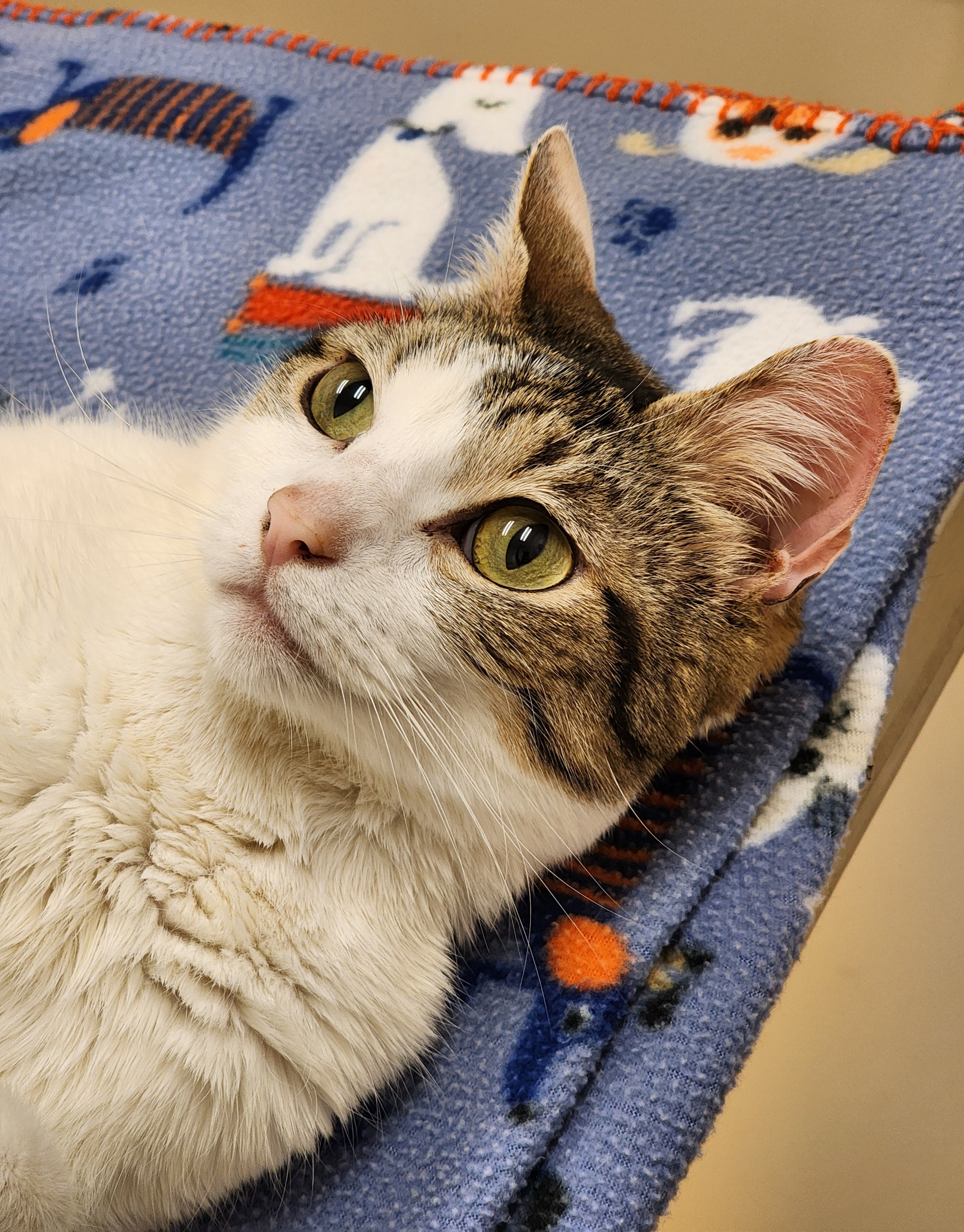 Enlarge Diego, an adoptable Domestic Short Hair in Bristol, TN image 3/6
