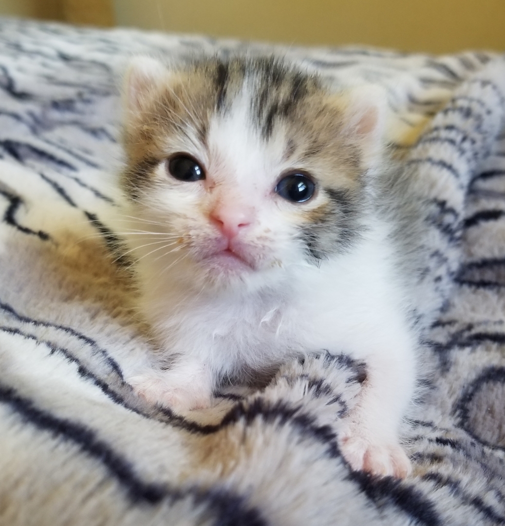 Enlarge Diego, an adoptable Domestic Short Hair in Bristol, TN image 5/6