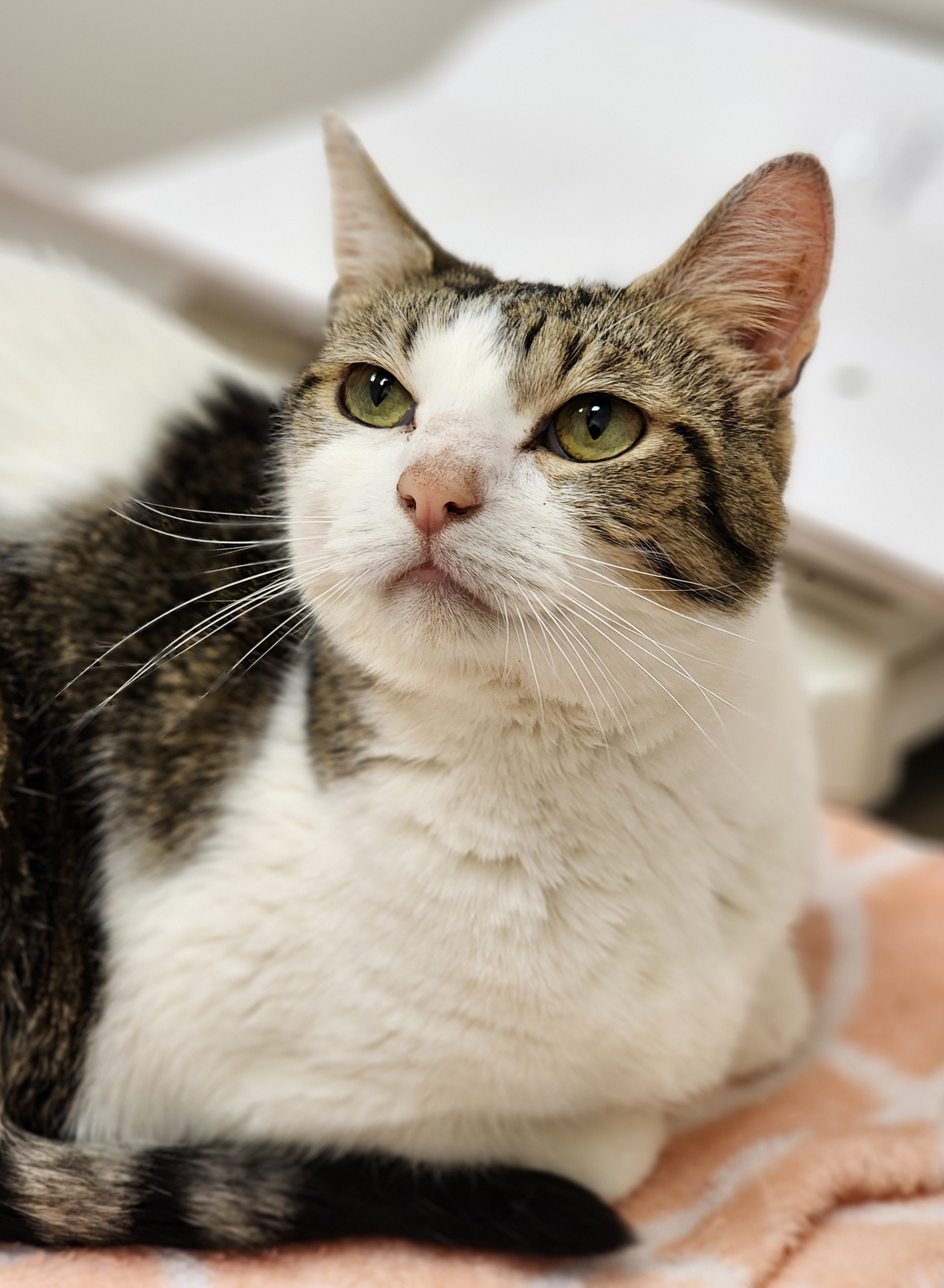 Enlarge Diego, an adoptable Domestic Short Hair in Bristol, TN image 6/6