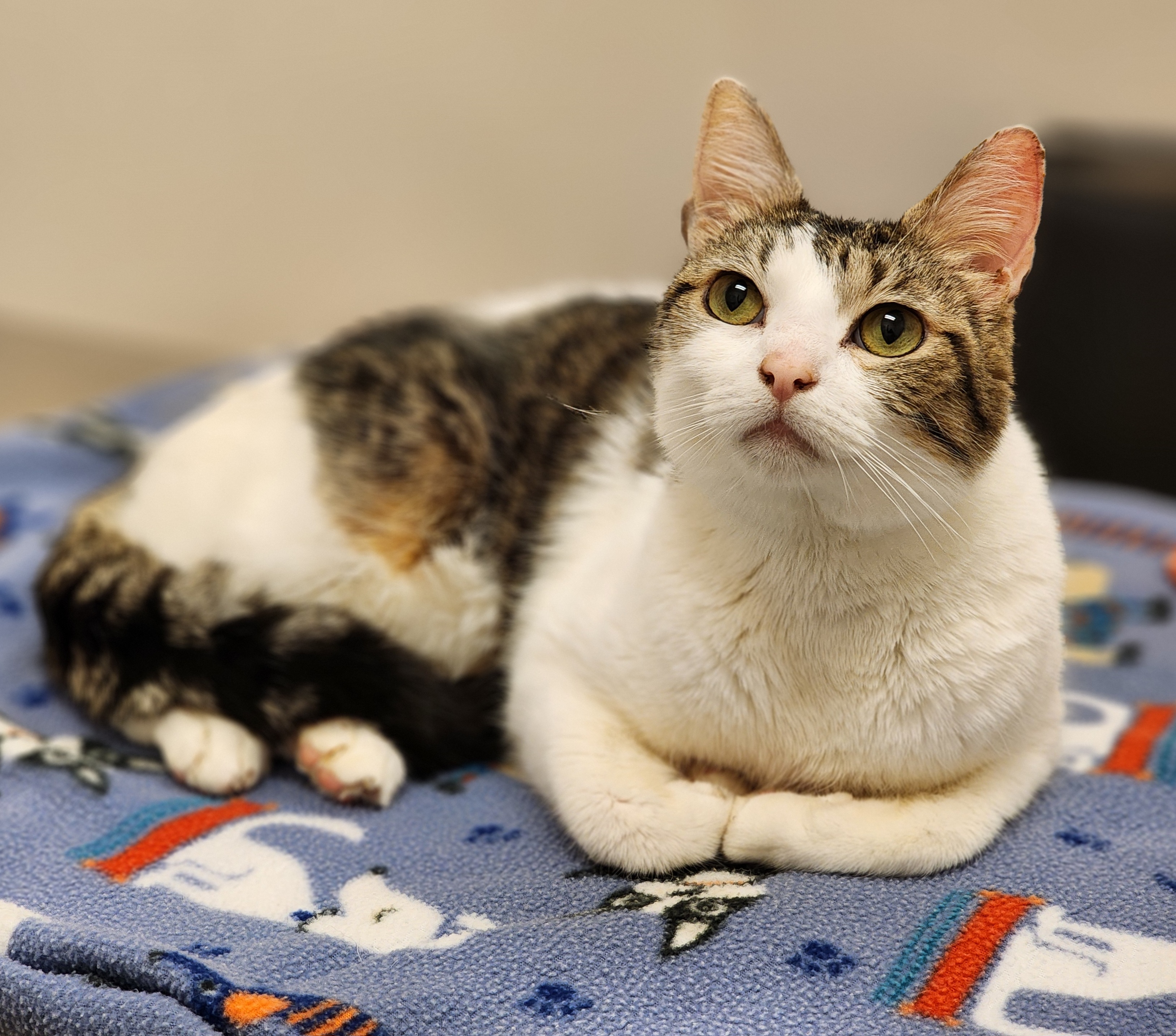 Enlarge Diego, an adoptable Domestic Short Hair in Bristol, TN image 2/6