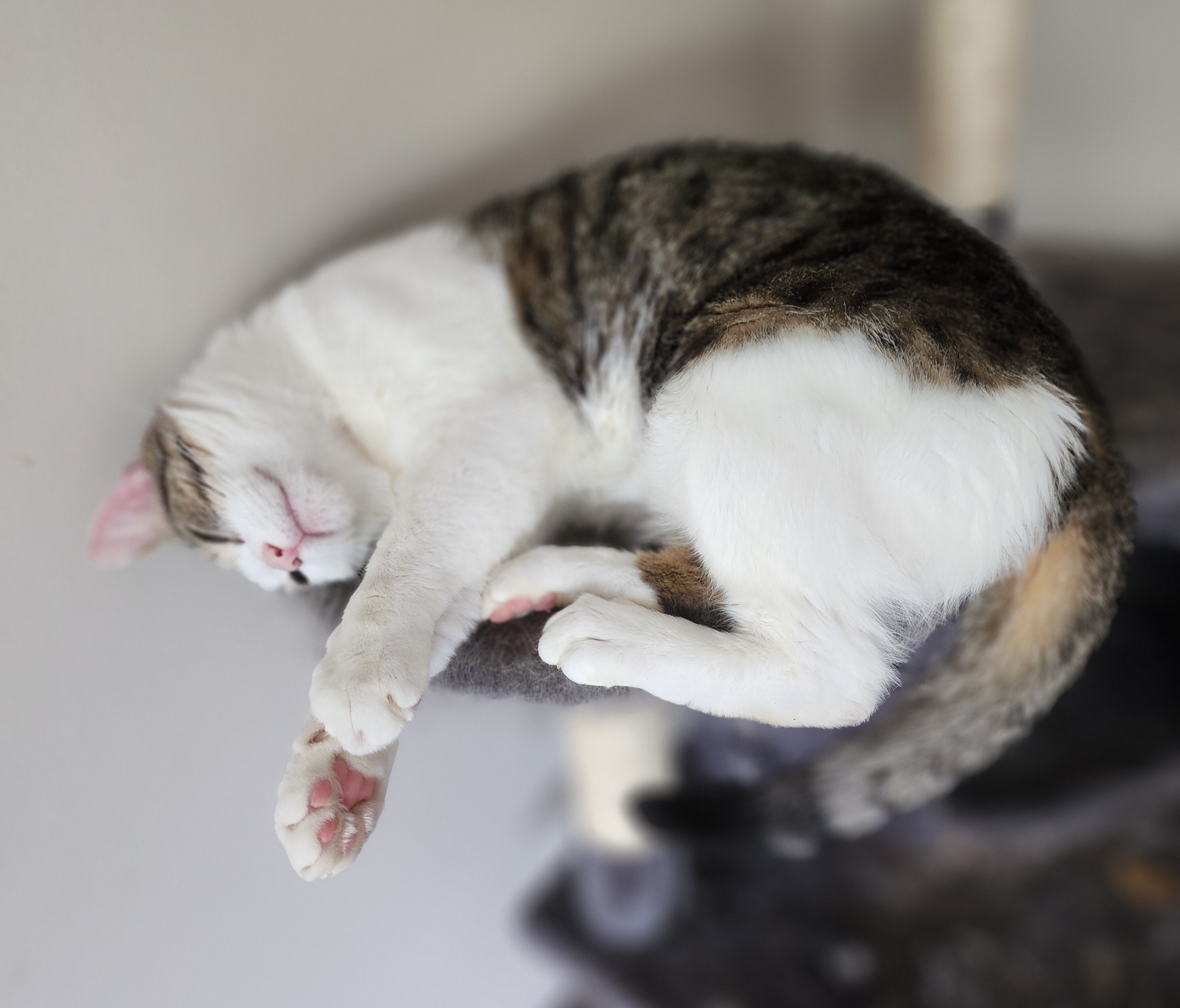 Enlarge Diego, an adoptable Domestic Short Hair in Bristol, TN image 4/6