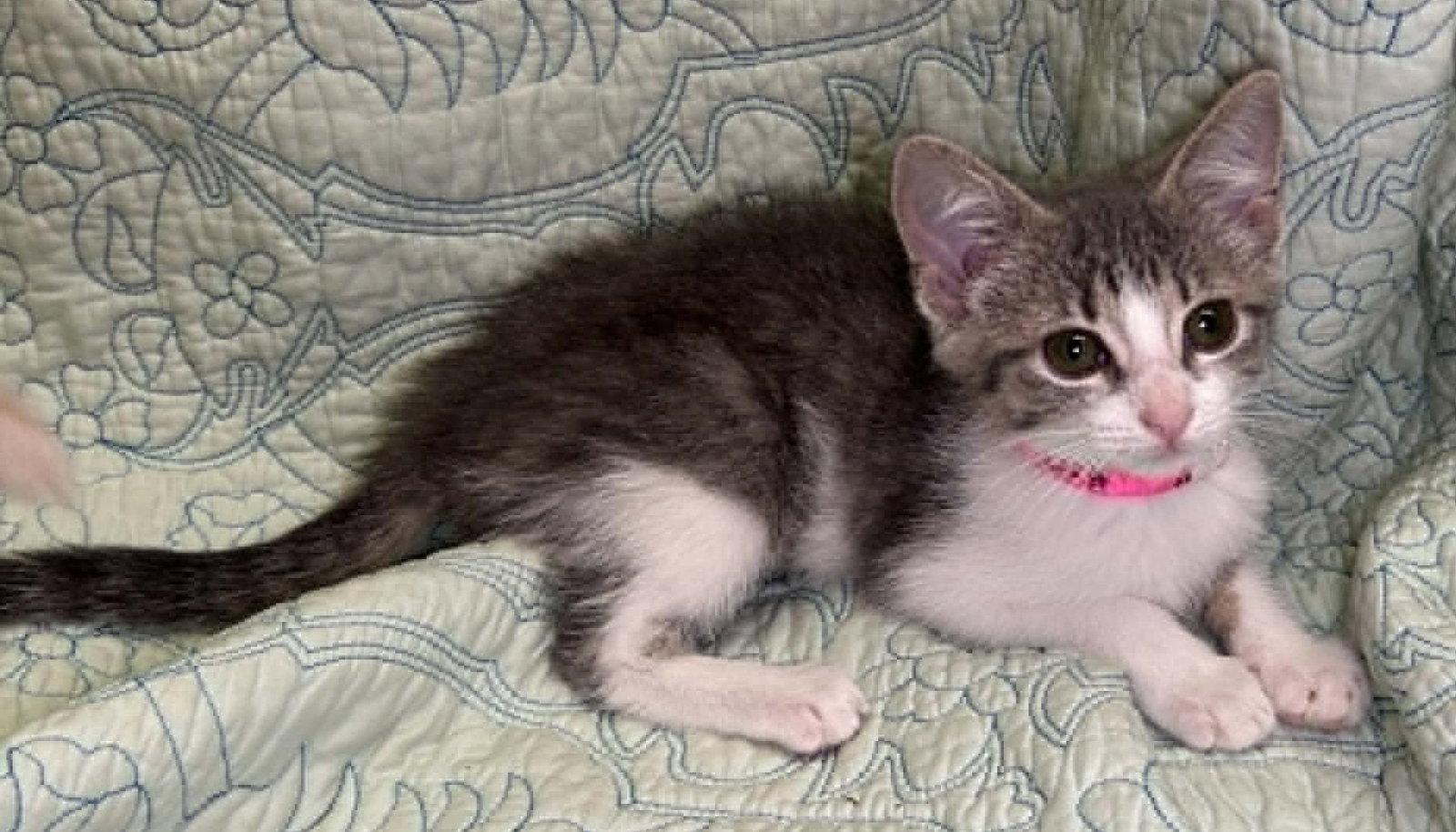 260495 Button, Adopted, Kitten Female Domestic Short Hair.