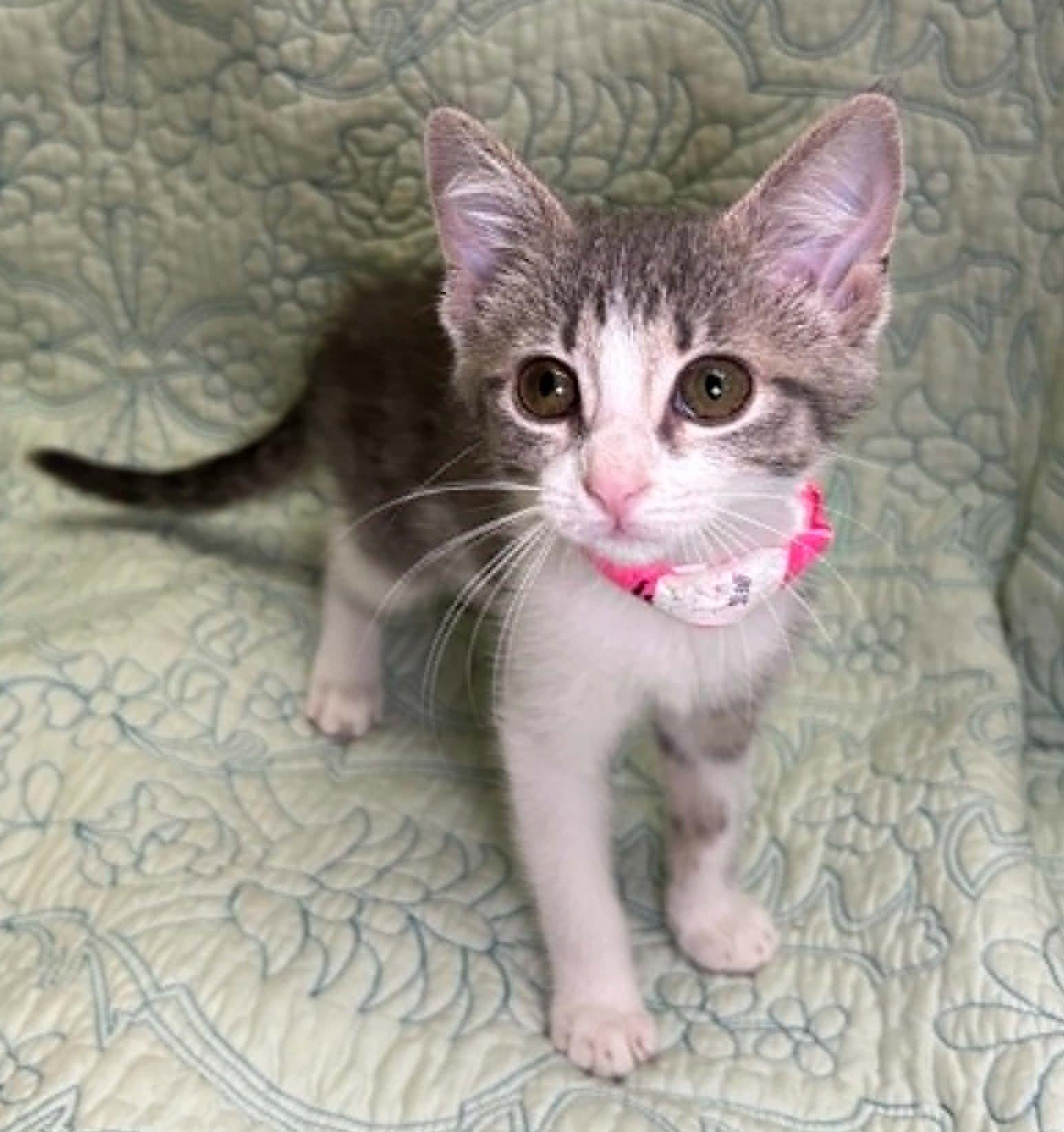 Enlarge 260495  Button, a Adopted Domestic Short Hair in Wetumpka, AL image 2/3