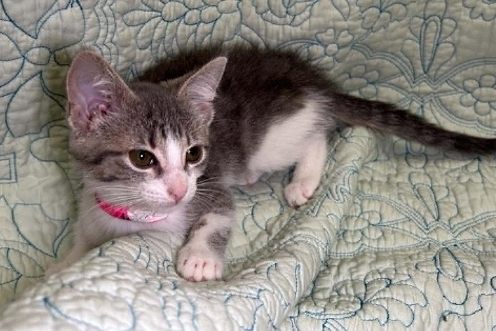 Enlarge 260495  Button, a Adopted Domestic Short Hair in Wetumpka, AL image 3/3