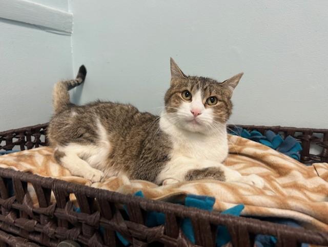 Axel, a ADOPTABLE Domestic Short Hair in Chicago, IL image 2/4