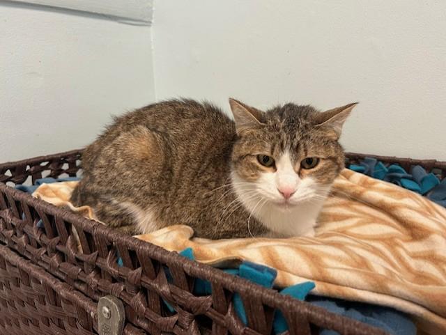 Axel, a ADOPTABLE Domestic Short Hair in Chicago, IL image 1/4