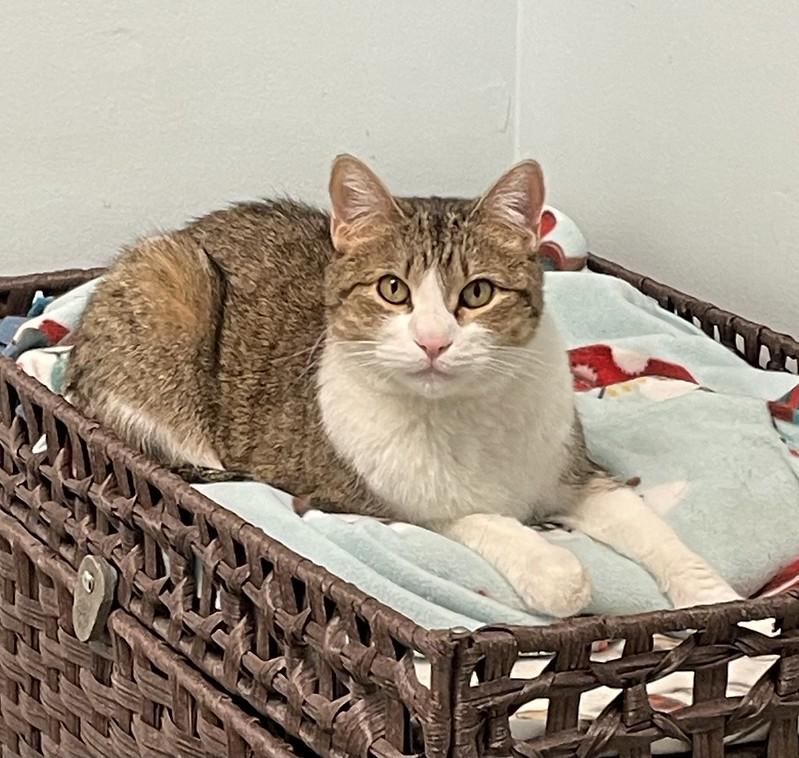 Axel, a ADOPTABLE Domestic Short Hair in Chicago, IL image 4/4