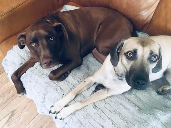 Enlarge Olive, a Adoptable mixed breed in Itasca, IL image 3/5