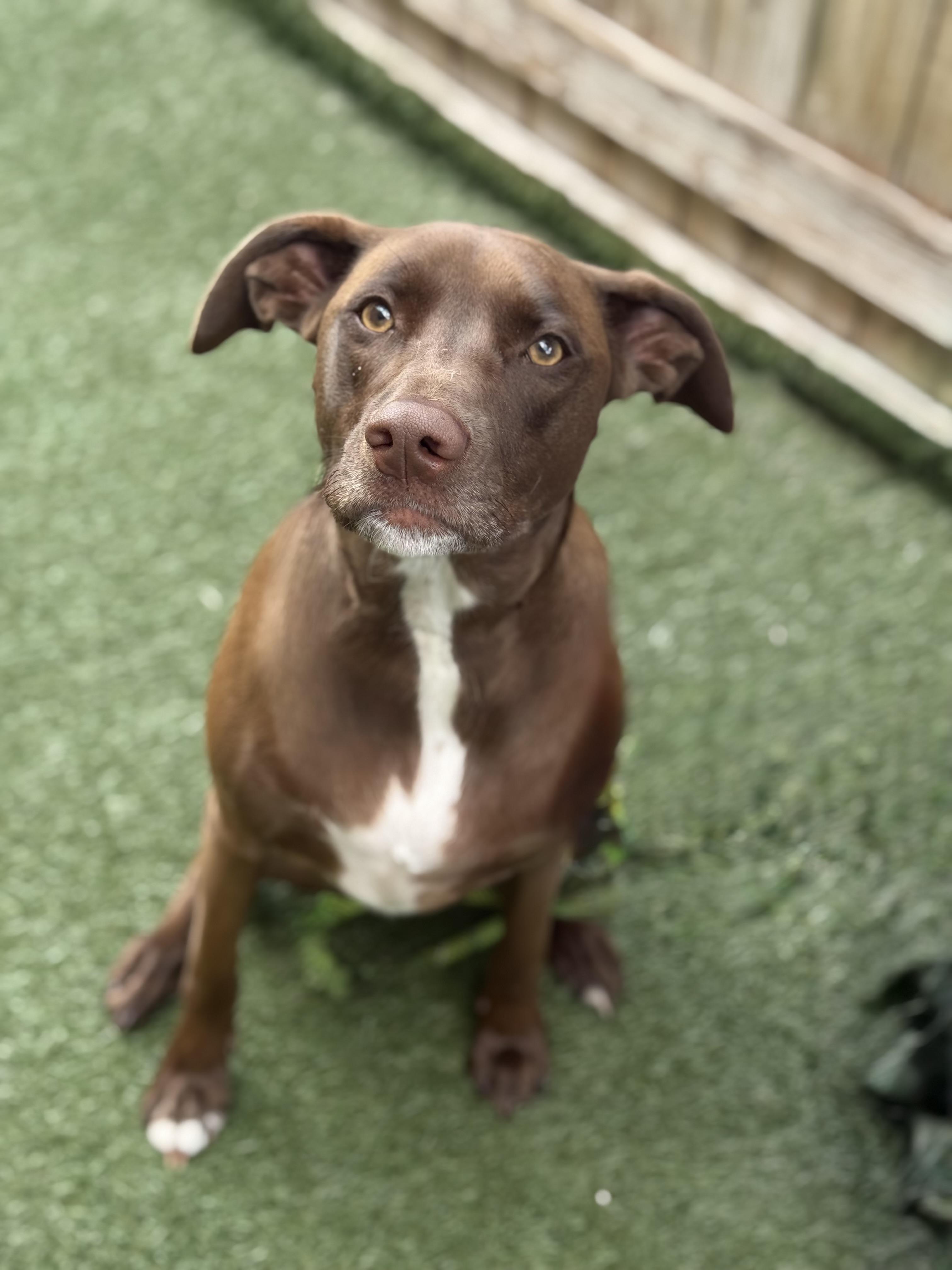 Olive, Adoptable, Young Female Weimaraner & Dalmatian.