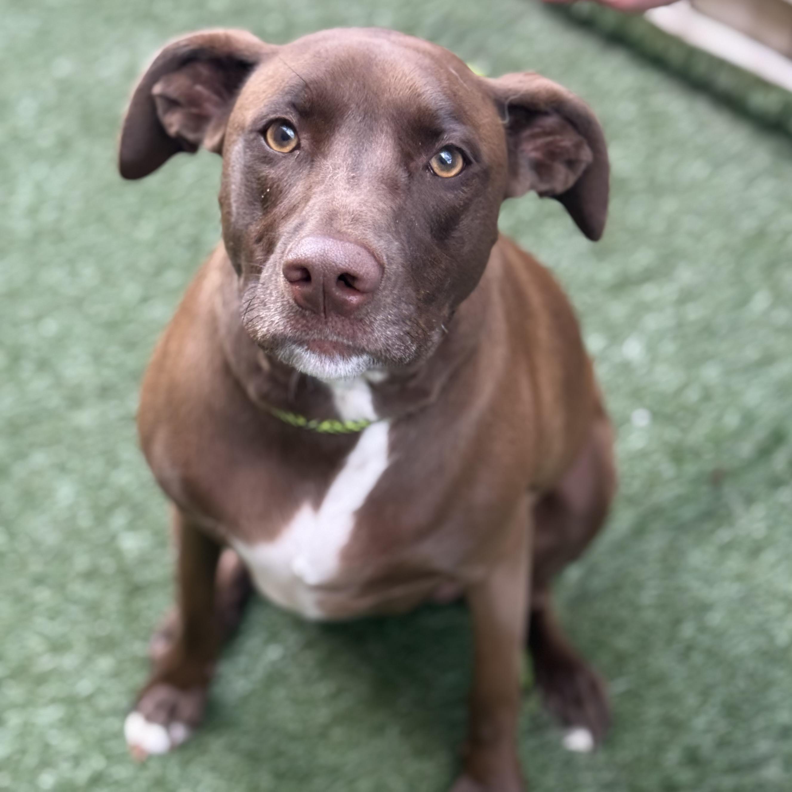 Olive, a Adoptable mixed breed in Itasca, IL image 3/3