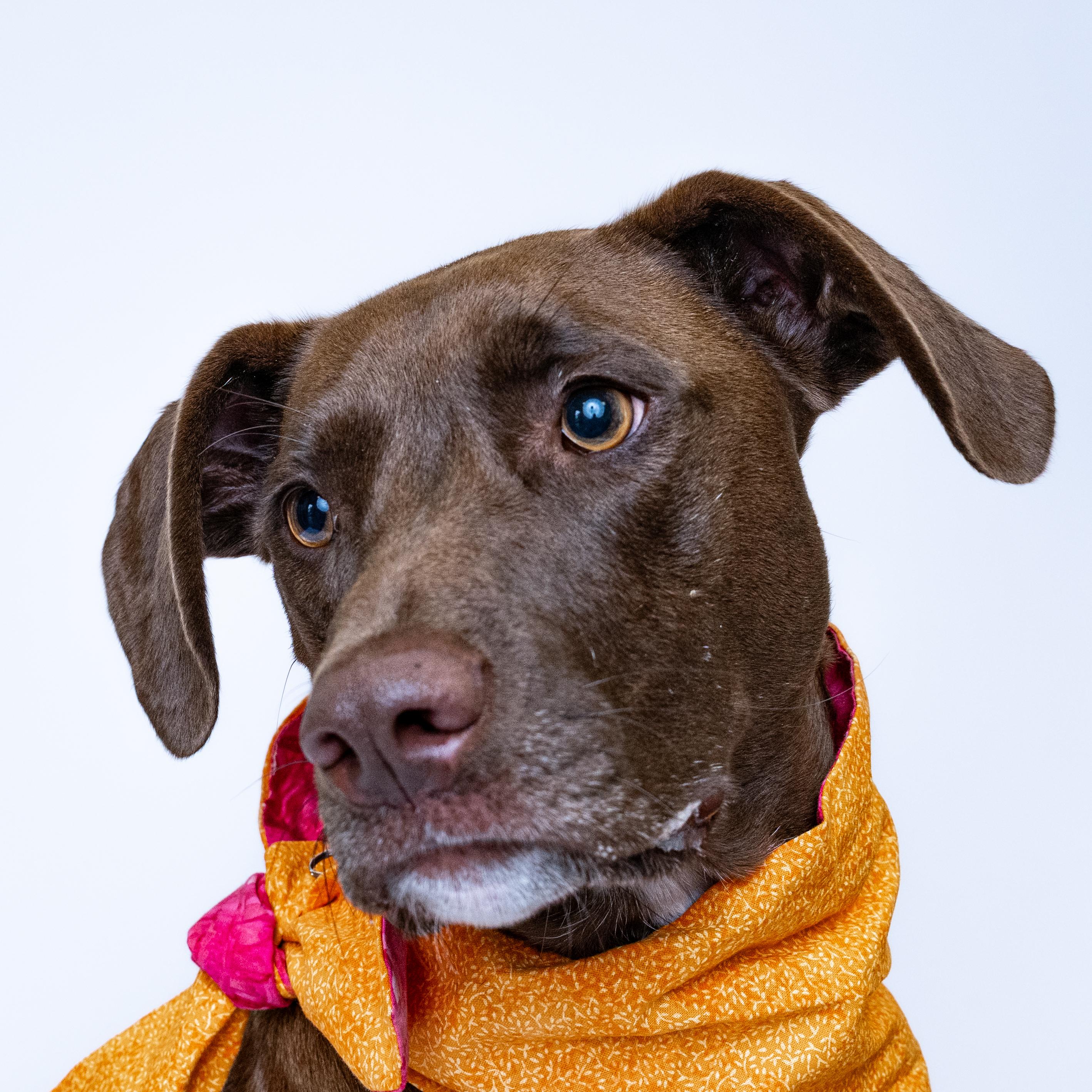 Olive, a Adoptable mixed breed in Itasca, IL image 1/3
