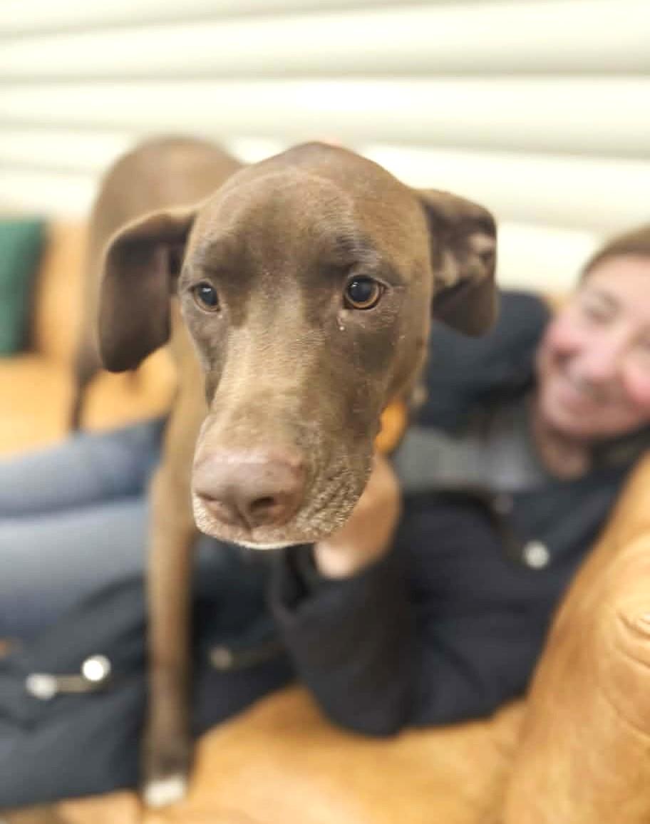 Enlarge Olive, a Adoptable mixed breed in Itasca, IL image 5/6