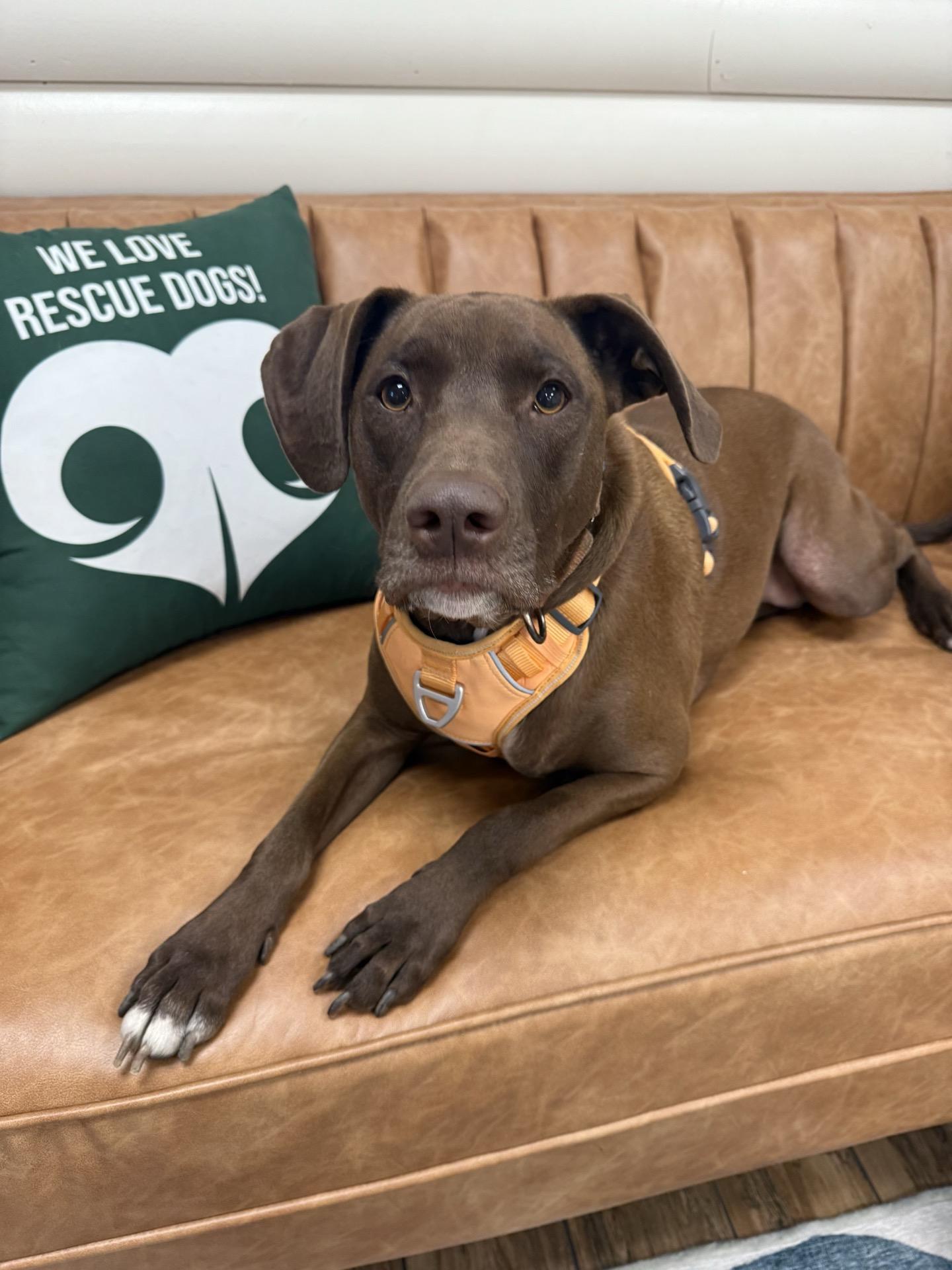 Olive, Adoptable, Young Female Weimaraner & Dalmatian.