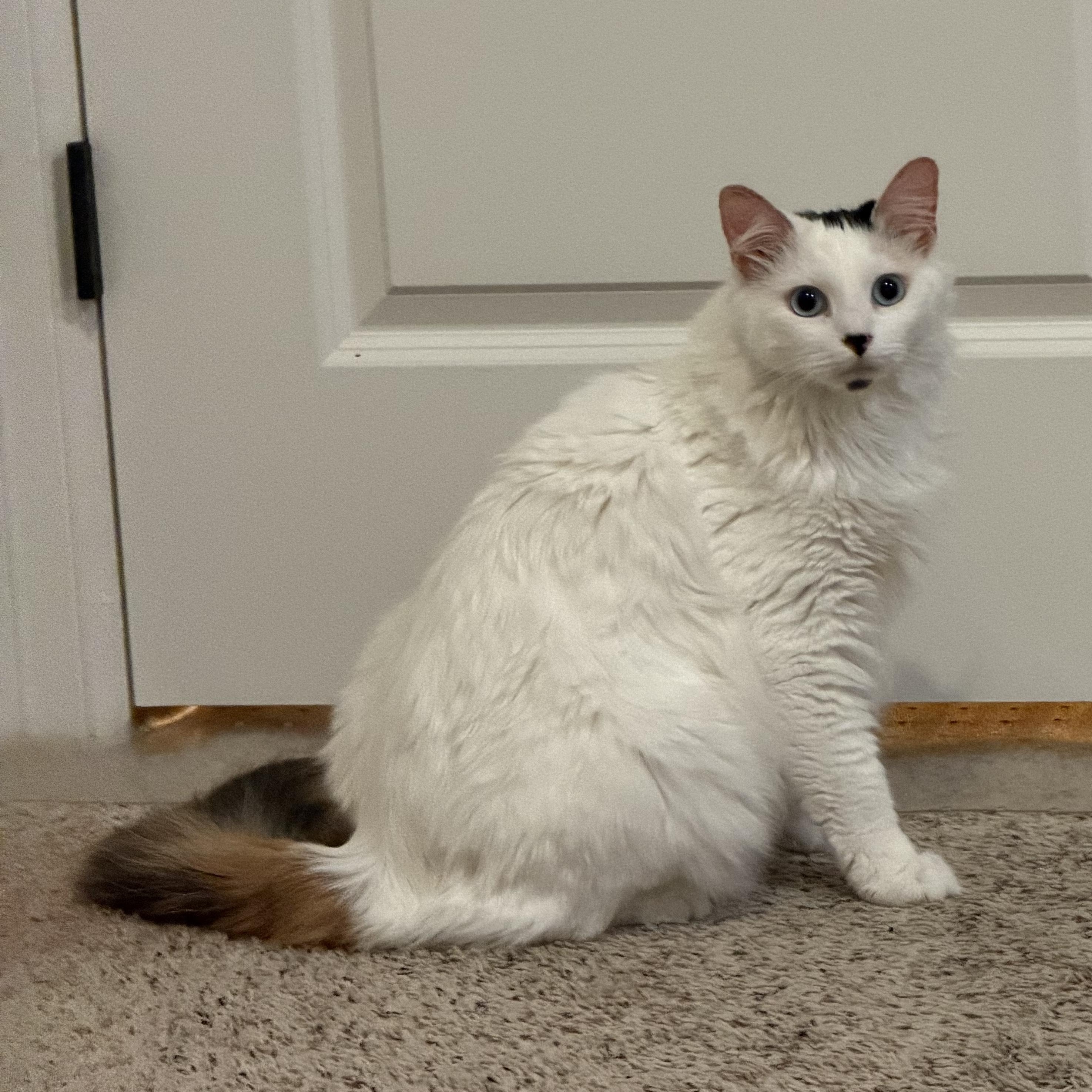 Marshmallow - RF FH — thumbnail 2