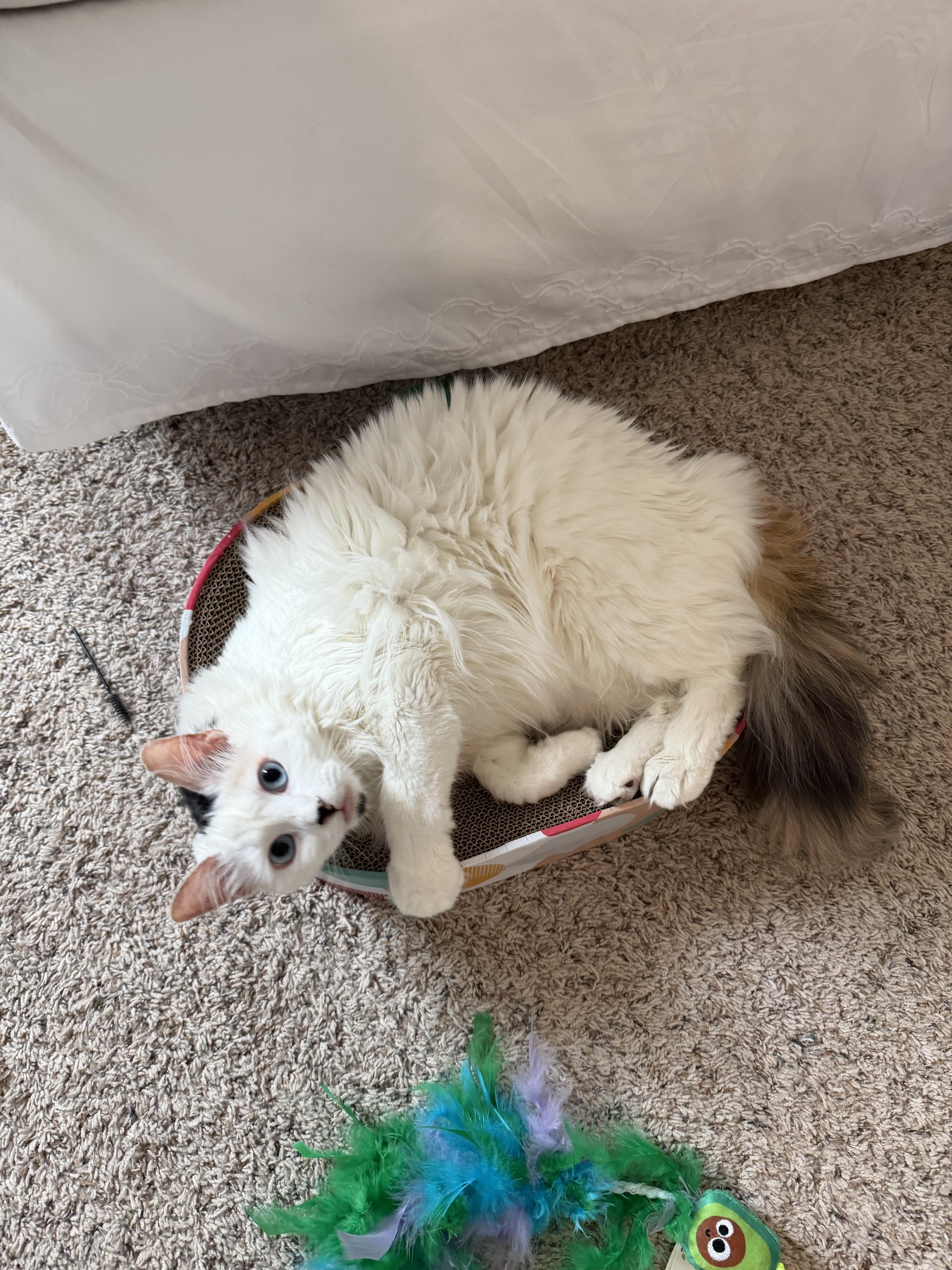 Marshmallow - RF FH — thumbnail 3