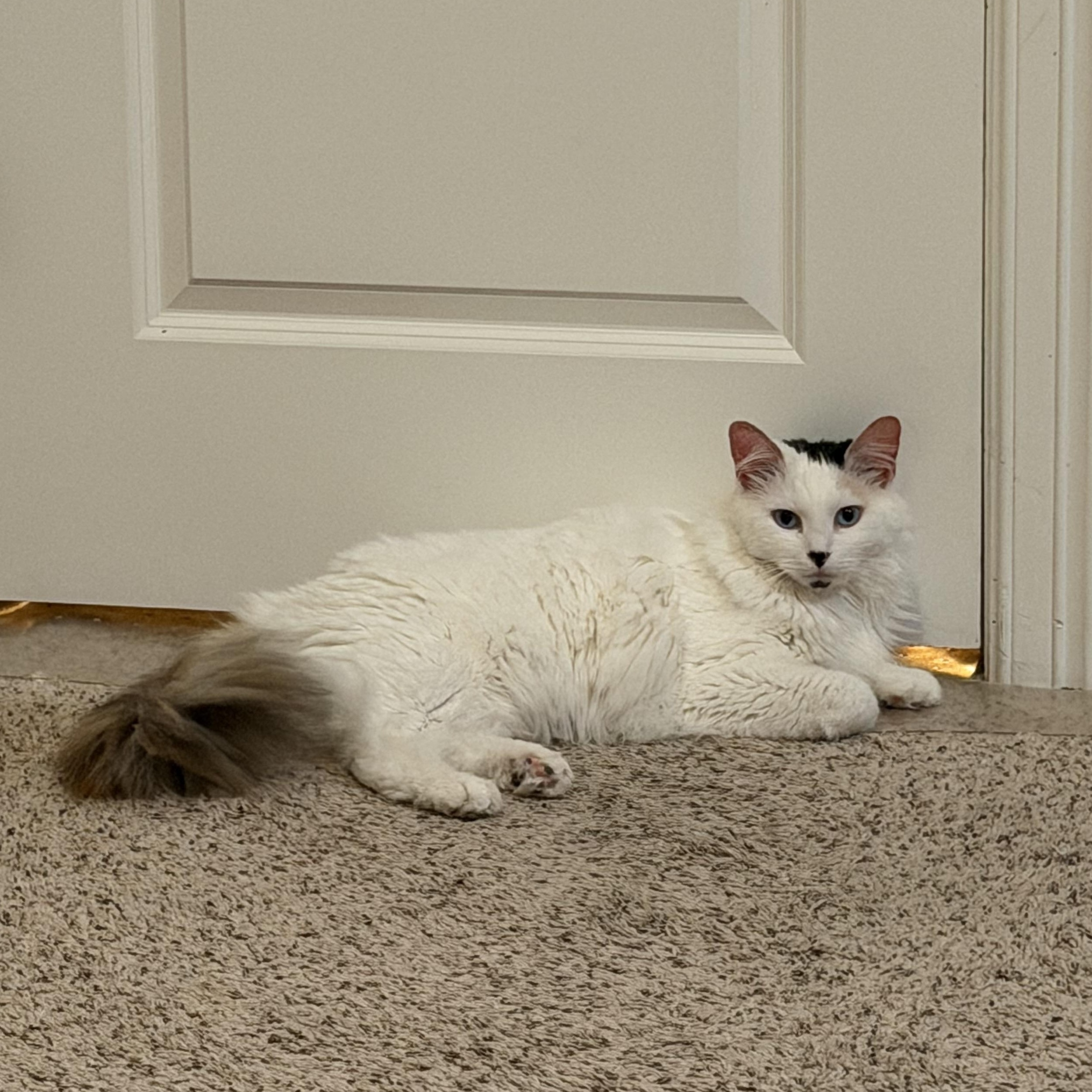 Marshmallow - RF FH — thumbnail 4