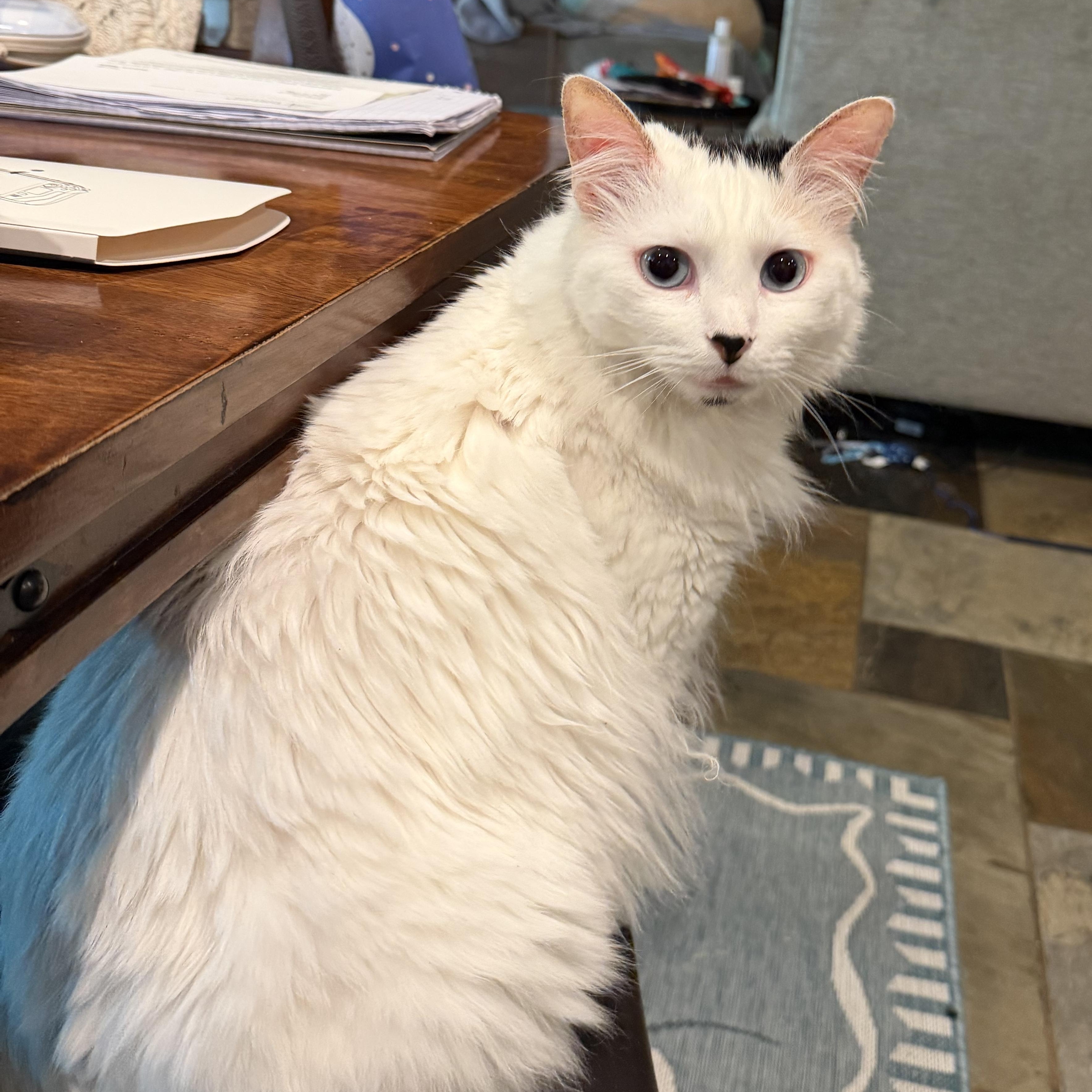 Marshmallow - RF FH — thumbnail 5