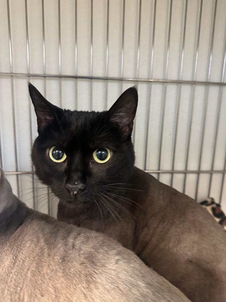 Lawl, Adoptable, Adult Female Domestic Medium Hair.